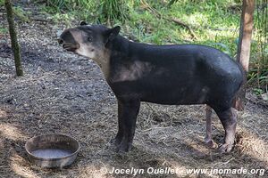 Belize Zoo - Belize