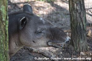 Belize Zoo - Belize