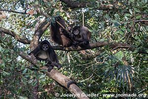 Belize Zoo - Belize