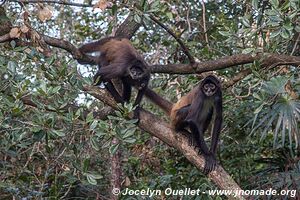 Belize Zoo - Belize