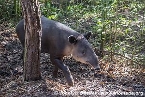 Belize Zoo - Belize