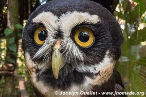 Belize Zoo - Belize