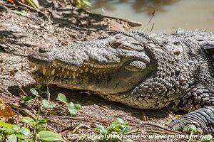 Belize Zoo - Belize