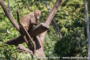 Belize Zoo - Belize