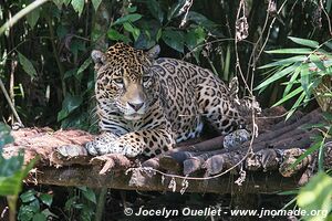 Belize Zoo - Belize