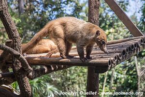 Belize Zoo - Belize