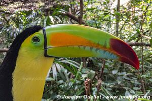 Belize Zoo - Belize