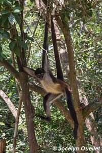 Belize Zoo - Belize