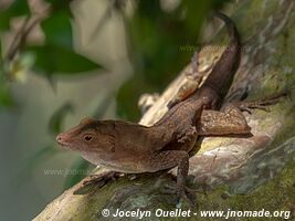 Cahuita - Costa Rica