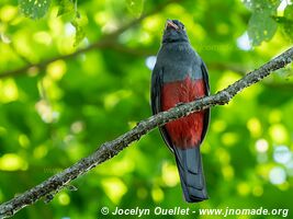 Cahuita - Costa Rica