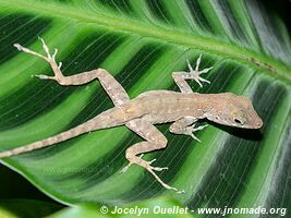 Cahuita - Costa Rica