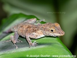 Cahuita - Costa Rica