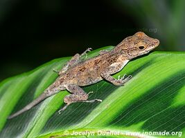 Cahuita - Costa Rica