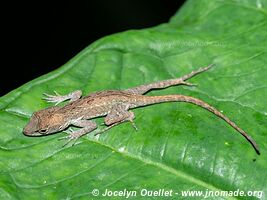 Cahuita - Costa Rica