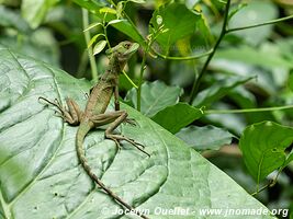 Parc national Cahuita - Costa Rica