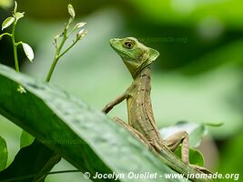 Parc national Cahuita - Costa Rica