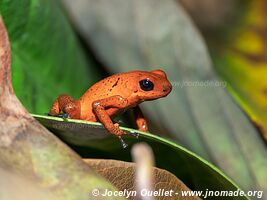 Cahuita - Costa Rica