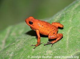 Cahuita - Costa Rica