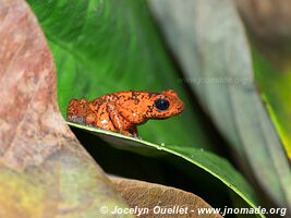 Cahuita - Costa Rica