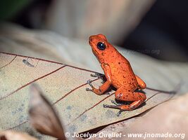 Cahuita - Costa Rica