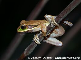 Cocles - Costa Rica