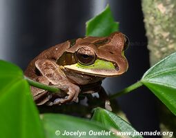 Cocles - Costa Rica