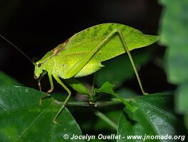 Cocles - Costa Rica