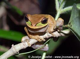 Cocles - Costa Rica