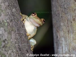 Cocles - Costa Rica