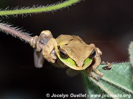 Cocles - Costa Rica