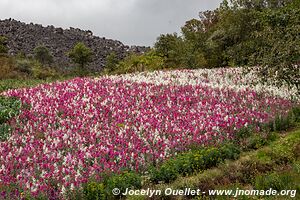 Cerro Quemado - Quetzaltenango - Guatemala