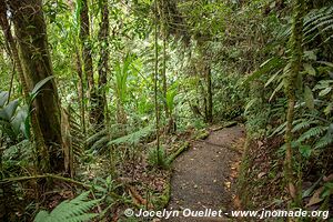 Biotopo del Quetzal - Verapaz - Guatemala