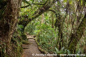 Biotopo del Quetzal - Verapaz - Guatemala