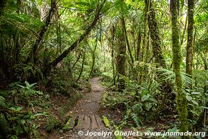 Biotopo del Quetzal - Verapaz - Guatemala