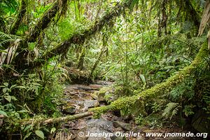 Biotopo del Quetzal - Verapaz - Guatemala