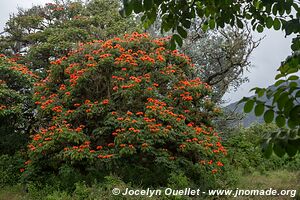 Verapaz - Guatemala