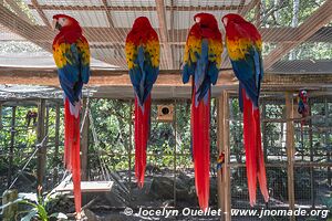 Macaw Mountain - Copán Ruinas - Honduras