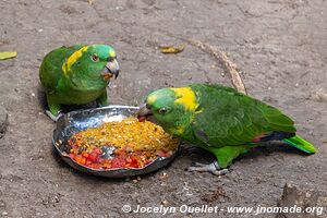 Macaw Mountain - Copán Ruinas - Honduras