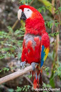 Macaw Mountain - Copán Ruinas - Honduras