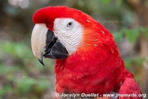 Macaw Mountain - Copán Ruinas - Honduras