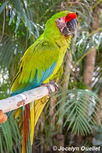 Macaw Mountain - Copán Ruinas - Honduras