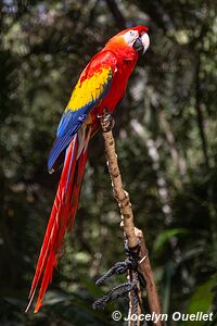 Macaw Mountain - Copán Ruinas - Honduras