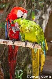 Macaw Mountain - Copán Ruinas - Honduras