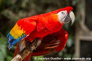 Macaw Mountain - Copán Ruinas - Honduras