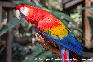 Macaw Mountain - Copán Ruinas - Honduras