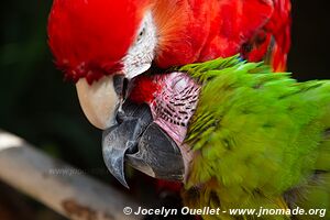 Macaw Mountain - Copán Ruinas - Honduras