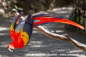 Macaw Mountain - Copán Ruinas - Honduras