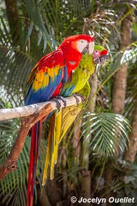 Macaw Mountain - Copán Ruinas - Honduras