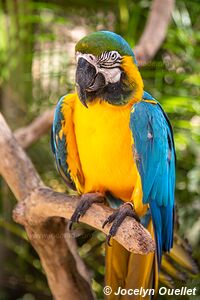 Macaw Mountain - Copán Ruinas - Honduras