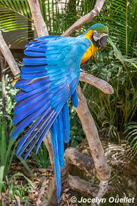 Macaw Mountain - Copán Ruinas - Honduras